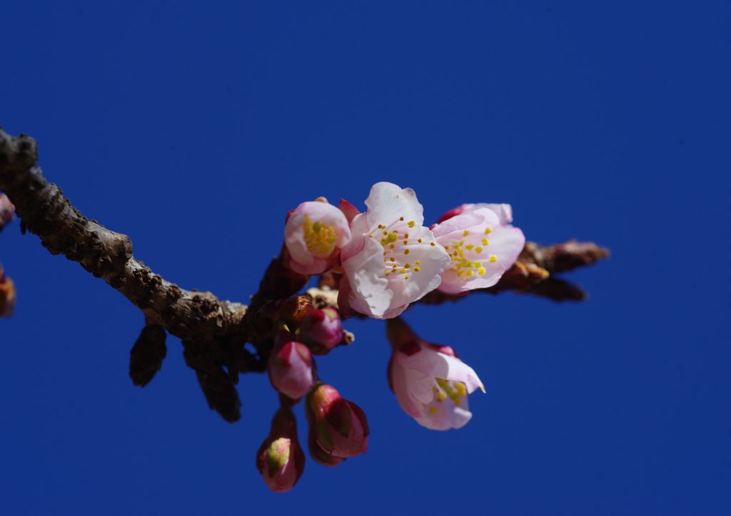向春　寒桜