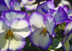 仲春　パンジー