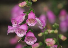 はつ夏　ジギタリス