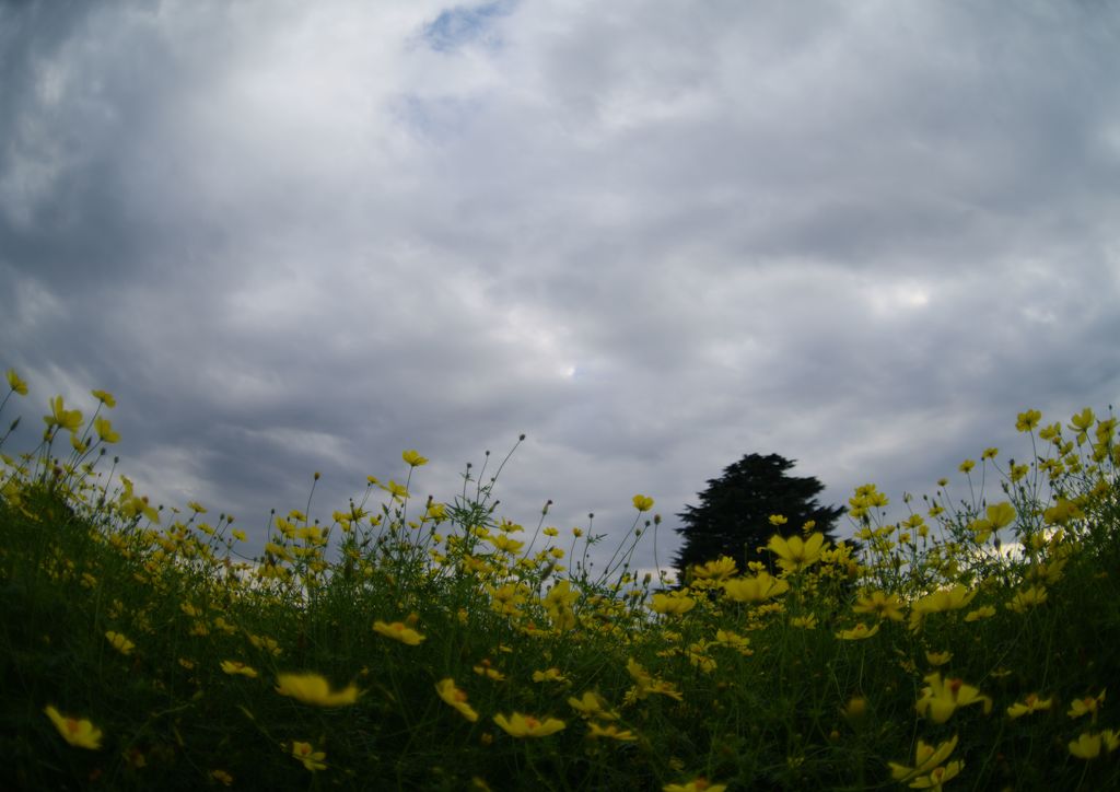 行秋　昭和記念公園