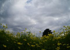 行秋　昭和記念公園