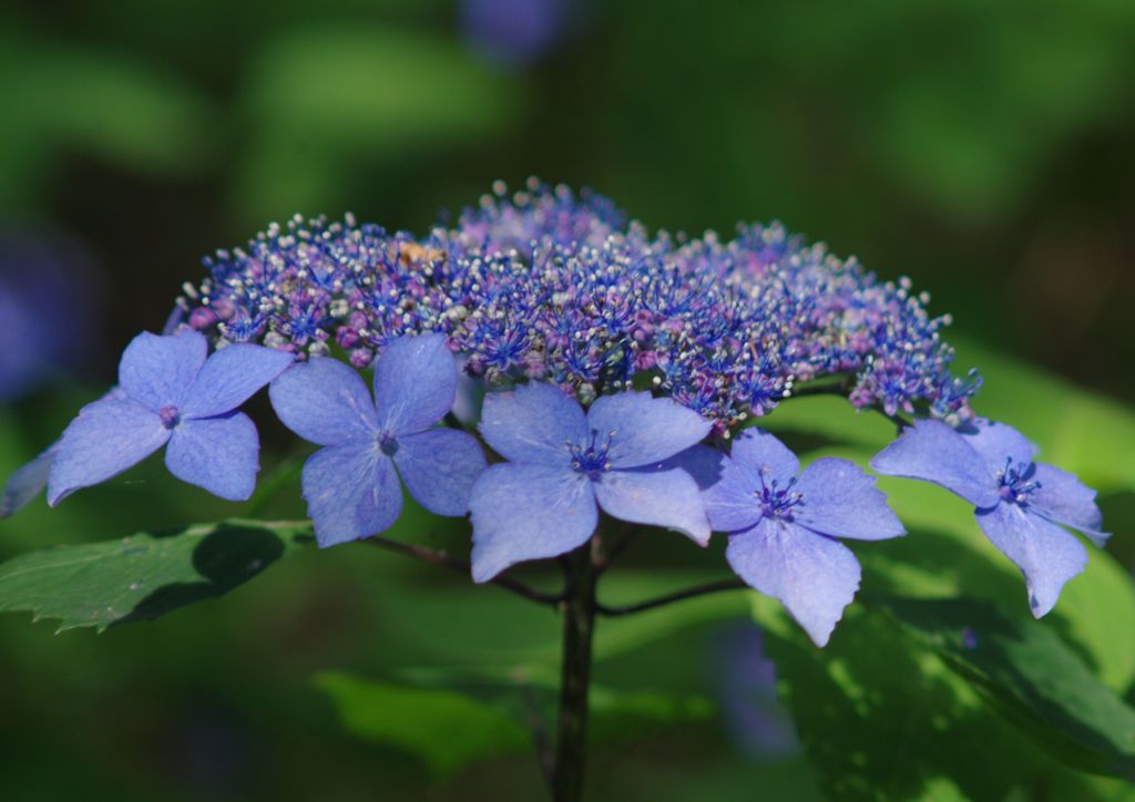 仲夏　（一重）ガクアジサイ