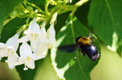 虫達を追って　クマバチIMGP6003