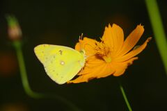 行秋　モンキチョウ