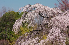 春爛漫　満開桜　３