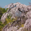 春爛漫　満開桜　３