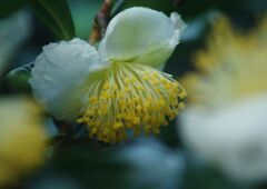 万来　お茶の花