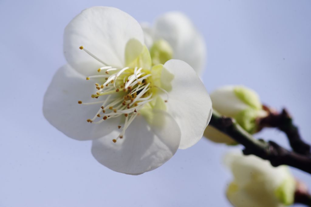 向春　白梅　Ⅱ