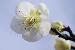 向春　白梅　Ⅱ