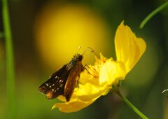 白露　セセリチョウ