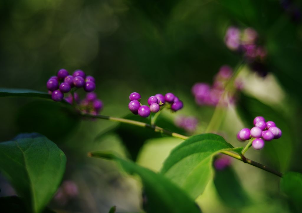 行秋　ムラサキシキブ