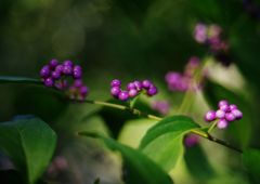 行秋　ムラサキシキブ