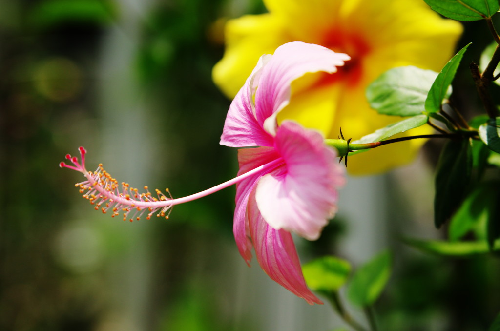 夏の花　ハイビスカス