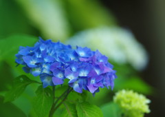 向暑　紫陽花
