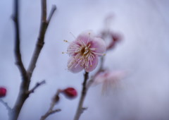仲春　梅