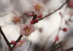 仲春　梅