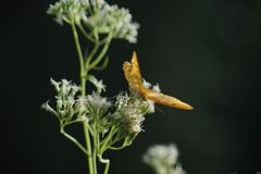 秋思　タテハチョウ