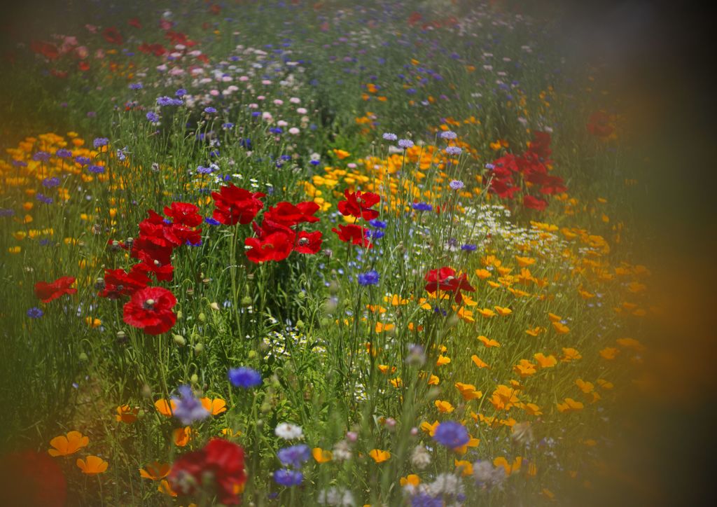 立夏　ブーケガーデン　Ⅱ