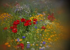 立夏　ブーケガーデン　Ⅱ