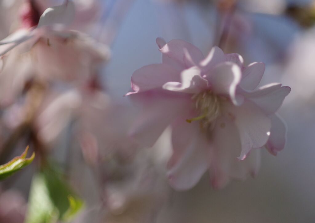 晩春　桜