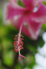 路傍　ハイビスカス