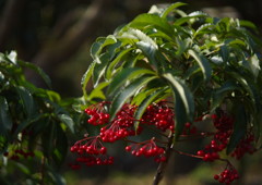 OLD LENS  センリョウ