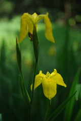 立夏　キショウブ