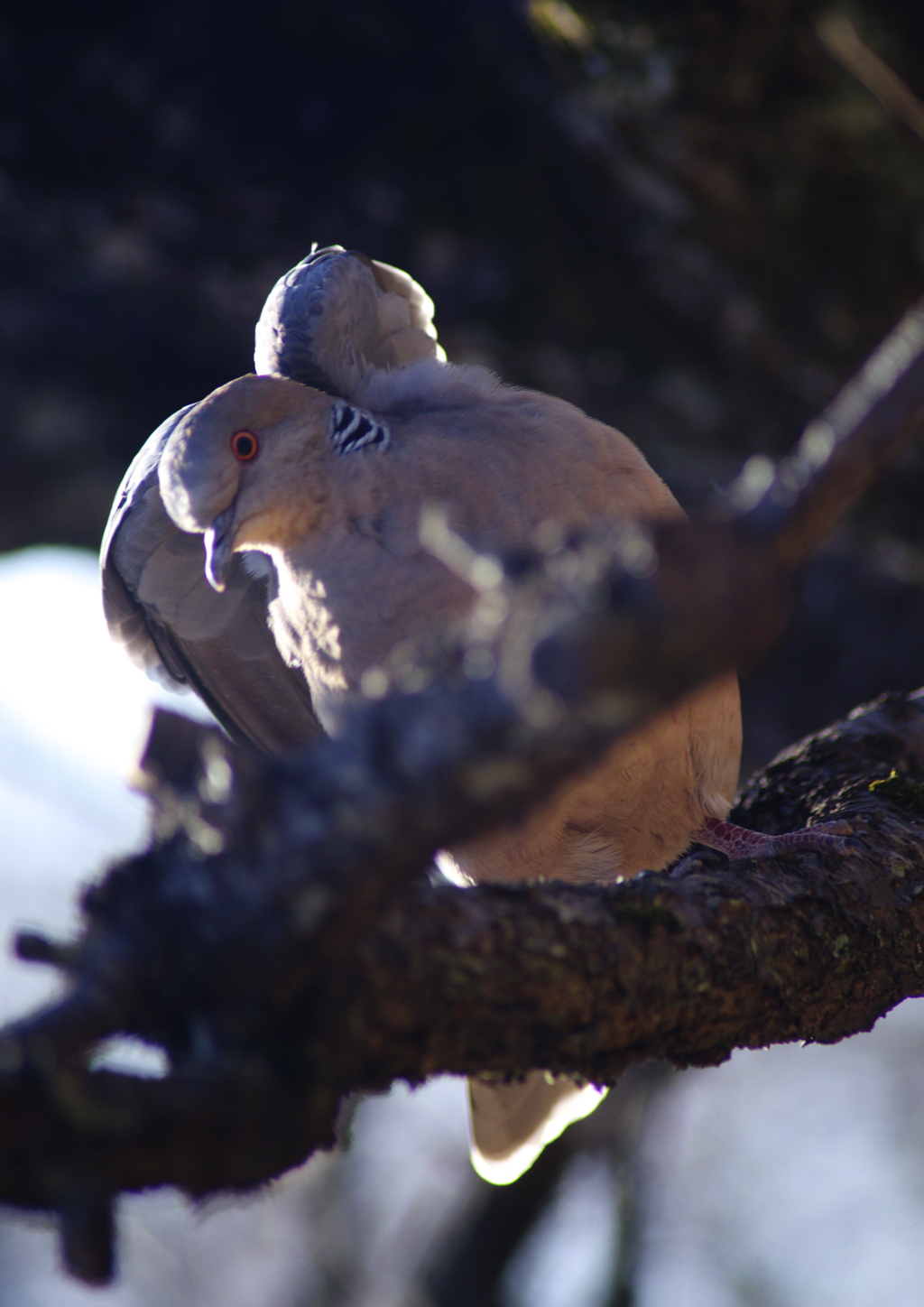 梅の枝に鳩
