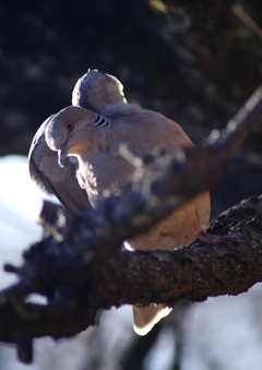 梅の枝に鳩