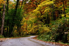 秋を探して　黄葉　