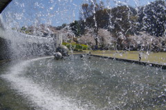 春風　桜満開　Ⅲ