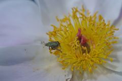 春色　コガネムシ？？