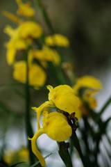 春の息吹　キショウブ 　？　Ⅱ