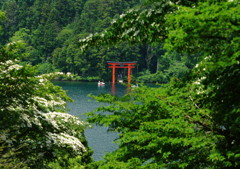 旅写真　箱根神社