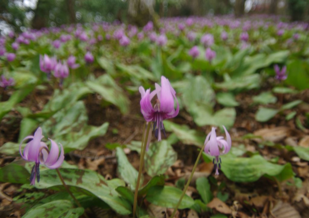 春風　カタクリ　Ⅱ