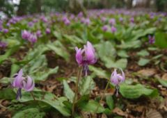 春風　カタクリ　Ⅱ