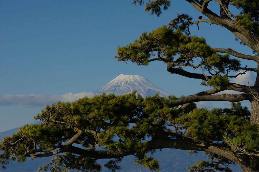 富士山の在る風景　松越しの富士