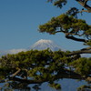 富士山の在る風景　松越しの富士