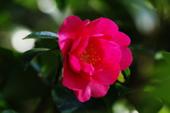 春を探して　サザンカ