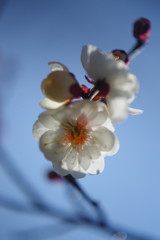 仲春　梅