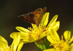 小春　ヒョウモンチョウ？
