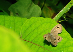 蝉時雨　ジャノメチョウ