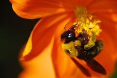 蝉鳴く　クマバチ