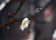 万物寒　白梅