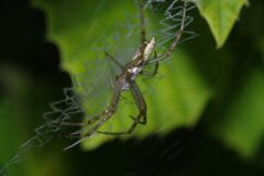 蝉時雨　クモ　Ⅱ