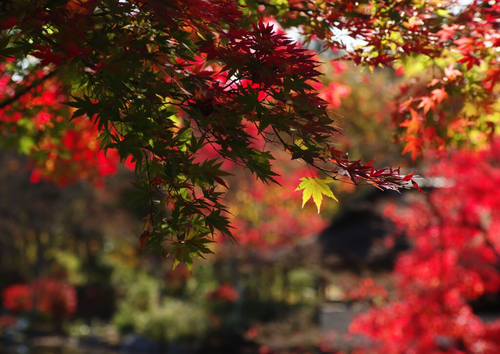 紅葉