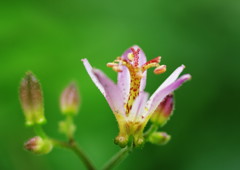 秋を探して　ホトトギス？