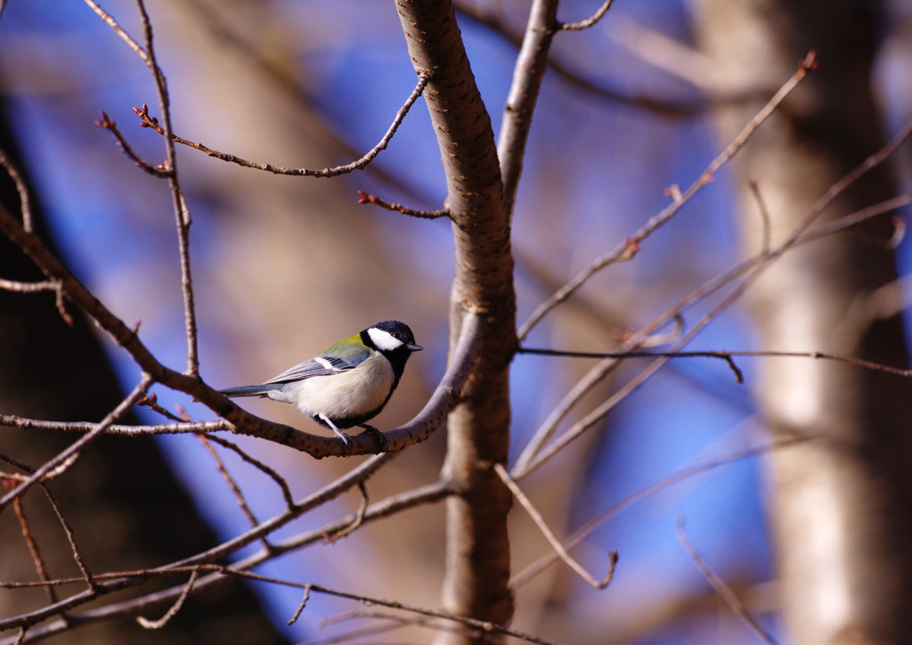 野鳥を探して　シジュウカラ　Ⅱ