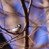 野鳥を探して　シジュウカラ　Ⅱ