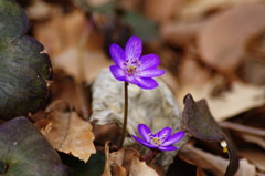 春を探して　ユキワリソウ？　Ⅱ